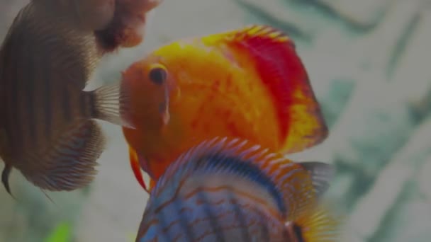 Close Zicht Van Hand Voedende Aquarium Vissen Discus Kleurrijke Natuur — Stockvideo