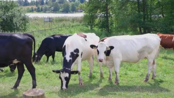 Krásný Výhled Krávy Pasoucí Louce Letního Dne Krásné Zvířecí Prostředí — Stock video