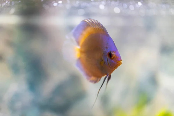 Hermosa Vista Los Peces Disco Diamante Azul Nadando Acuario Peces —  Fotos de Stock