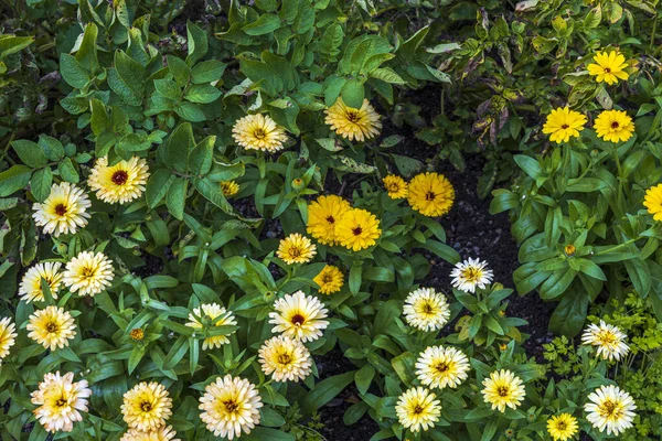 Close View Yellow Daisy Flowers Green Background Beautiful Nature Backgrounds — Stock Photo, Image