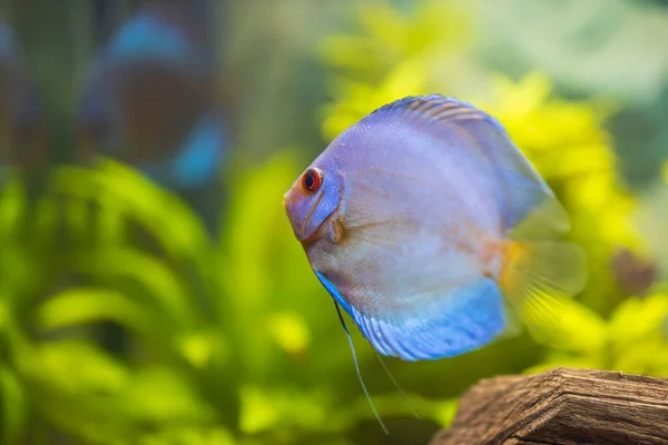 水族館で青いダイヤモンドディスク魚の水泳の美しい景色 熱帯魚 趣味の概念 スウェーデン — ストック写真