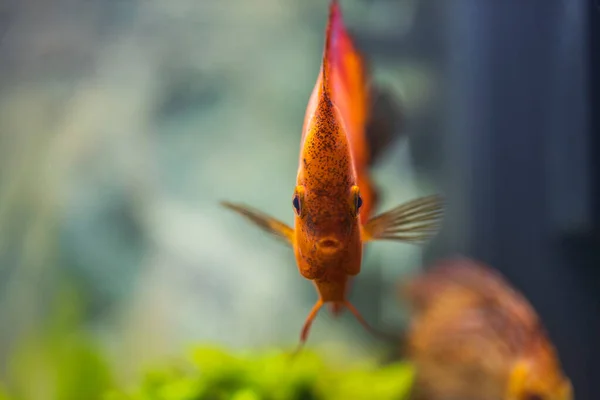 Вид Рыб Красной Дыни Discus Aqua Понятие Хобби Швеция — стоковое фото