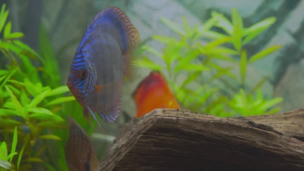 Prachtig Uitzicht Blauwe Diamant Rode Meloen Discus Aquariumvissen Hobby Concept — Stockvideo