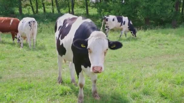 Detailní Pohled Roztomilou Bílo Černou Krávu Pastvině Krásná Zvířata Pozadí — Stock video