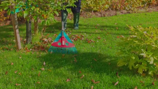 Άνθρωπος Καθαρισμού Κήπο Τσουγκράνα Από Πεσμένα Φύλλα Μια Ηλιόλουστη Μέρα — Αρχείο Βίντεο