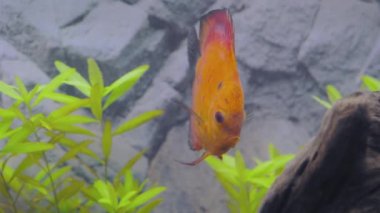 Kırmızı kavun diski akvaryum balığının yakın görüntüsü. Hobi konsepti. İsveç.
