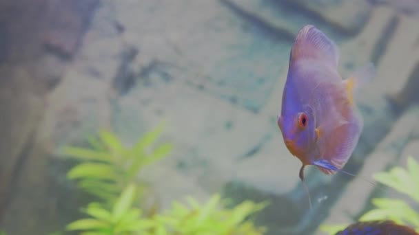 Prachtig Uitzicht Blauwe Diamant Discus Aquariumvissen Hobby Concept Zweden — Stockvideo