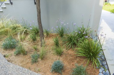 Kuru kırmızı topraktaki bazı yeşil bitkilerin doğa manzarası. 