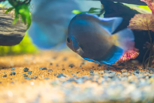 Bela Vista Peixes Disco Nadando Aquário Plantado Peixes Tropicais Conceito — Fotografia de Stock