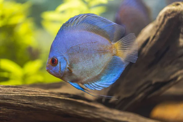 Gyönyörű Kilátás Nyílik Kék Gyémánt Diszkusz Hal Úszó Akváriumban Trópusi — Stock Fotó