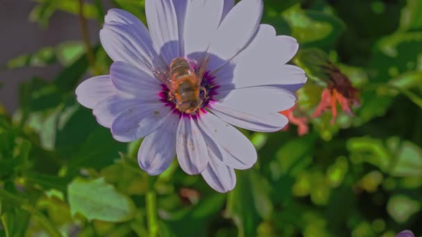 白花上蜜蜂的近景 美丽的背景 — 图库视频影像