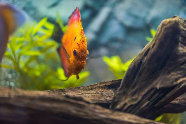 Kırmızı Kavun Diski Akvaryum Balığının Yakın Görüntüsü Hobi Konsepti Sveç — Stok fotoğraf