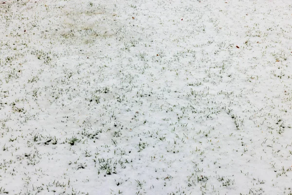Kar Altında Kışın Yeşil Çimlerin Muhteşem Manzarası Güzel Bir Arka — Stok fotoğraf