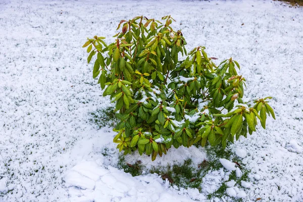 Schöne Aussicht Auf Grünen Rhododendron Der Einem Wintertag Mit Schnee — Stockfoto