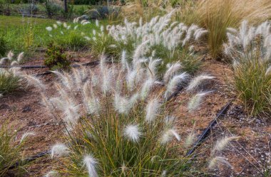 Açık tacı olan muhteşem yeşil bitki. Yunanistan doğası. Harika bir arka plan.
