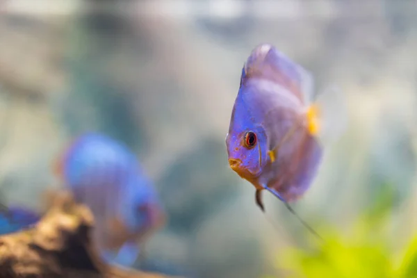 水族館で青いダイヤモンドディスク魚の水泳の美しい景色 熱帯魚 趣味の概念 スウェーデン — ストック写真