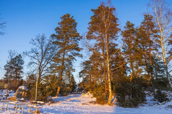 서리가 내리는 속에서 일몰의 아름다운 겨울에는 눈덮인 나무들 스웨덴 — 스톡 사진