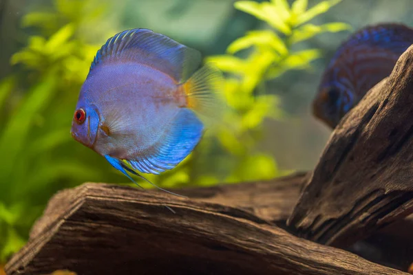 Akvaryumda Yüzen Mavi Elmas Disk Balıklarının Yakın Görüntüsü Tropik Balıklar — Stok fotoğraf