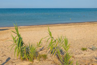 Sahildeki yeşil bitkilerin ve arka plandaki mavi deniz suyunun güzel manzarası. Yunanistan. 