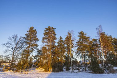 Kışın ağaçların güzel manzarası. Muhteşem bir kış geçmişi var. İsveç.