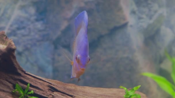 Zblízka Pohled Modrý Diamantový Disk Cichlids Ryby Plavání Akváriu Tropické — Stock video