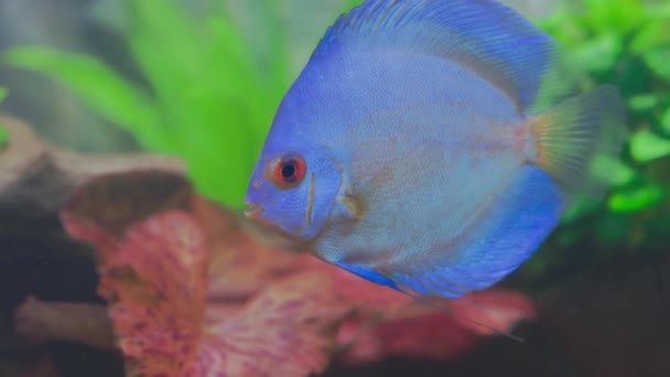 Beautiful View Blue Diamond Discus Fish Cichlid Swimming Aquarium Tropical — стокове відео