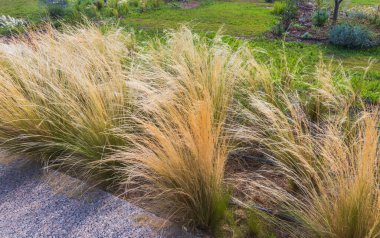 Açık tacı olan muhteşem yeşil bitki. Yunanistan doğası. Harika bir arka plan.