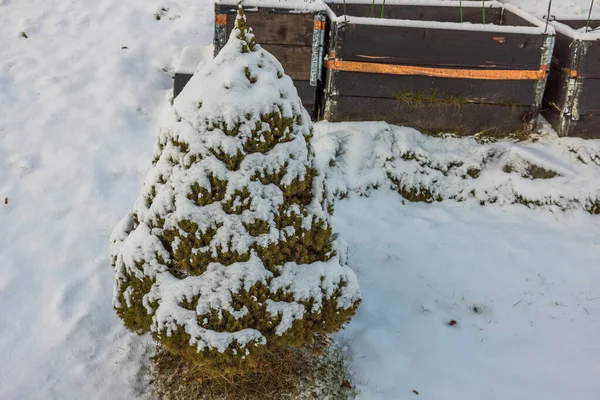 Close View Christmas Tree Covered Snow Garden Sweden — стокове фото