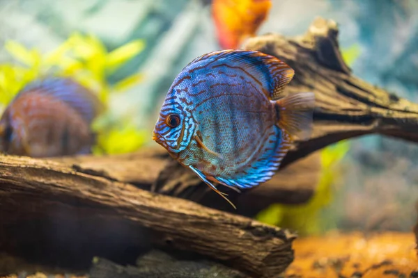 Blick Auf Diskusfische Die Aquarium Schwimmen Tropische Fische Hobby Konzept — Stockfoto