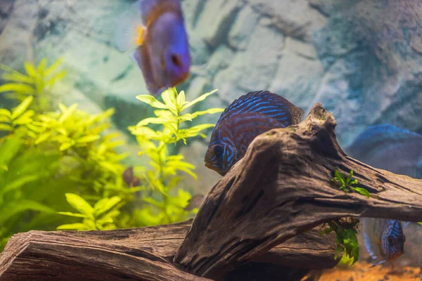 Dikilmiş Akvaryumda Yüzen Disk Balıklarının Güzel Manzarası Tropik Balıklar Hobi — Stok fotoğraf