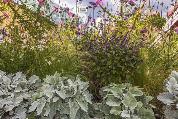 Krásný Výhled Přírodu Kvetoucích Rostlin Švédsko — Stock fotografie