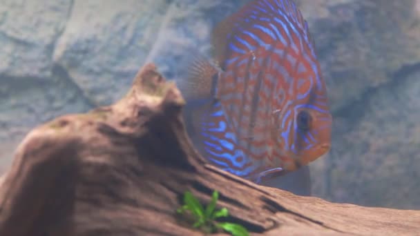 Schöne Aussicht Auf Wunderschöne Tiger Leopard Diskus Aquarienfische Hobby Konzept — Stockvideo