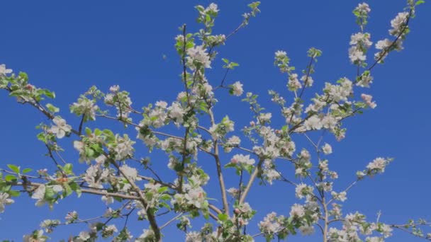 青い空に対して早春に豪華な開花リンゴの木 春の自然の美しい背景 スウェーデン — ストック動画