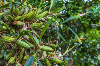 Yeşil bitkinin makro görüntüsünü kapat. Yeşil doğa arka plan kavramı. İsveç. 