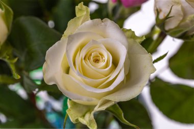 Beyaz gül çiçeğinin güzel yakın görüntüsü. Doğal güzellik altyapısı.