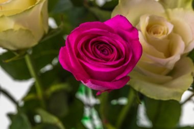 Beyaz ve kırmızı gül buketinin yakın görüntüsü. Güzel doğa geçmişi.