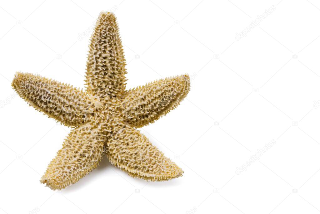 Macro view of sea star isolated on white background. 