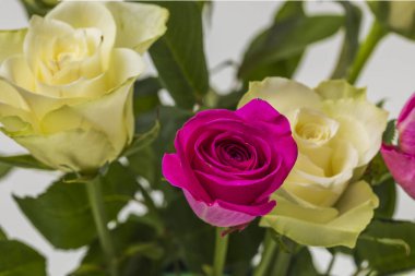 Kırmızı ve beyaz gül çiçeklerinin Macro manzarası. Doğal güzellik altyapısı.