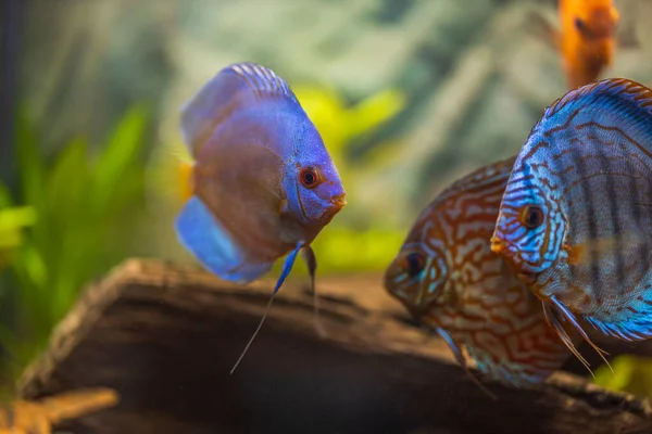 Akvaryumdaki Cichlid Ailesinin Renkli Balık Disklerinin Güzel Manzarası Sveç — Stok fotoğraf