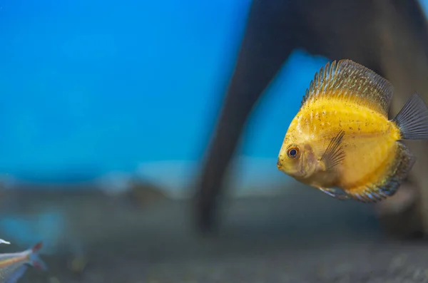 Закройте Вид Великолепную Тысячелетнюю Золотую Дисковую Аквариумную Рыбу Изолированную Голубом — стоковое фото