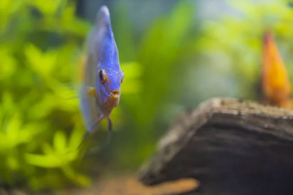 Mavi Elmas Disk Akvaryum Balığının Güzel Manzarası Hobi Konsepti Sveç — Stok fotoğraf