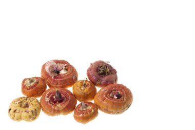 Beyaz arkaplanda izole edilmiş gladiolus ampullerinin görüntüsünü kapat.