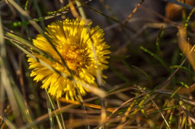 Baharın başlarında açan sarı karahindiba çiçeğine yakın. Güzel doğa geçmişi. İsveç.