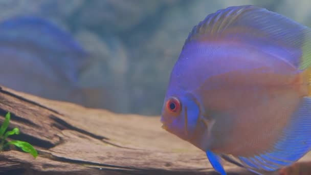 Vista Perto Azul Diamante Disco Peixe Ciclídeo Nadando Aquário Peixes — Vídeo de Stock