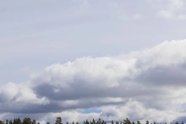 Schöne Aussicht Auf Den Bewölkten Himmel Über Wipfeln Von Waldbäumen — Stockfoto