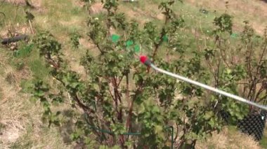 Close up view of man spraying pesticides currant bushes from insects with special solution.  Sweden. 8k video.