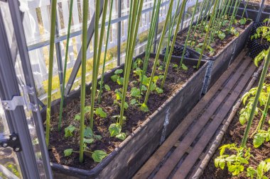 Serada ekilmiş salatalık tohumlarının güzel manzarası. İsveç.