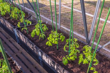 Serada ekilen domates fidelerinin güzel manzarası. İsveç.
