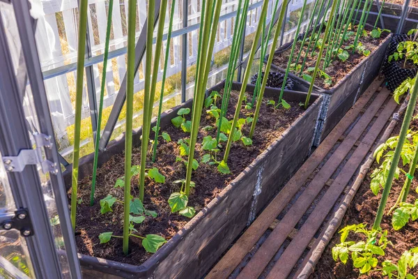 Hermosa Vista Las Plántulas Pepino Plantadas Suelo Invernadero Países Bajos —  Fotos de Stock