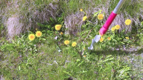 用特殊设备的蒲公英花朵将其从地下拔出的近景 — 图库视频影像